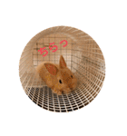 のんびりうさぎたちの日常（個別スタンプ：19）