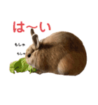 のんびりうさぎたちの日常（個別スタンプ：22）