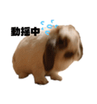 のんびりうさぎたちの日常（個別スタンプ：24）