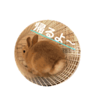 のんびりうさぎたちの日常（個別スタンプ：25）