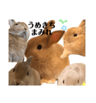 のんびりうさぎたちの日常（個別スタンプ：28）