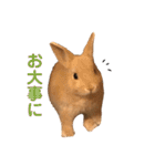 のんびりうさぎたちの日常（個別スタンプ：30）