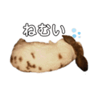 のんびりうさぎたちの日常（個別スタンプ：31）