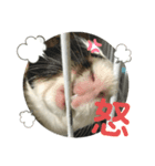 モルモ大豆❶（個別スタンプ：8）