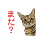 ミーちゃんの日常です（個別スタンプ：1）