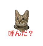 ミーちゃんの日常です（個別スタンプ：3）