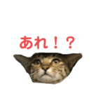 ミーちゃんの日常です（個別スタンプ：6）