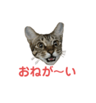ミーちゃんの日常です（個別スタンプ：7）