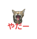 ミーちゃんの日常です（個別スタンプ：8）