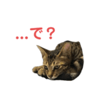 ミーちゃんの日常です（個別スタンプ：11）