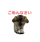 ミーちゃんの日常です（個別スタンプ：12）