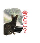 ミーちゃんの日常です（個別スタンプ：13）