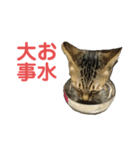 ミーちゃんの日常です（個別スタンプ：16）