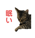 ミーちゃんの日常です（個別スタンプ：17）