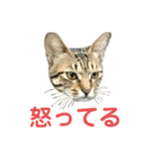ミーちゃんの日常です（個別スタンプ：18）