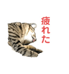 ミーちゃんの日常です（個別スタンプ：19）