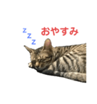ミーちゃんの日常です（個別スタンプ：20）