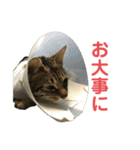 ミーちゃんの日常です（個別スタンプ：22）