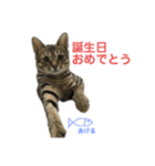 ミーちゃんの日常です（個別スタンプ：23）