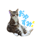 よしだ家のにゃんこたち（個別スタンプ：3）