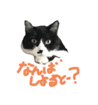 猫だってトークしたい（個別スタンプ：1）