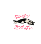 猫だってトークしたい（個別スタンプ：3）
