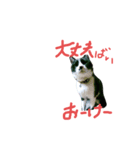 猫だってトークしたい（個別スタンプ：4）