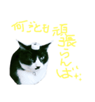 猫だってトークしたい（個別スタンプ：6）