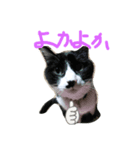 猫だってトークしたい（個別スタンプ：7）