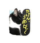猫だってトークしたい（個別スタンプ：8）
