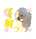 学校生活。（個別スタンプ：12）