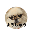あんずがいっぱい（個別スタンプ：10）