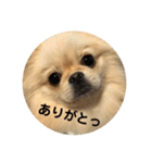 あんずがいっぱい（個別スタンプ：13）