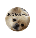 あんずがいっぱい（個別スタンプ：14）
