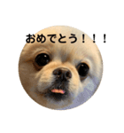 あんずがいっぱい（個別スタンプ：15）