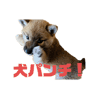 柴犬…？…な犬のスタンプ（個別スタンプ：1）