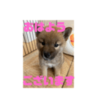 柴犬…？…な犬のスタンプ（個別スタンプ：2）
