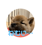 柴犬…？…な犬のスタンプ（個別スタンプ：3）