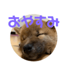 柴犬…？…な犬のスタンプ（個別スタンプ：4）