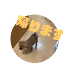 柴犬…？…な犬のスタンプ（個別スタンプ：7）