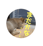 柴犬…？…な犬のスタンプ（個別スタンプ：8）