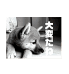 柴犬…？…な犬のスタンプ（個別スタンプ：10）