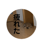 柴犬…？…な犬のスタンプ（個別スタンプ：11）