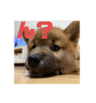 柴犬…？…な犬のスタンプ（個別スタンプ：13）