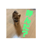 柴犬…？…な犬のスタンプ（個別スタンプ：14）