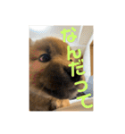 柴犬…？…な犬のスタンプ（個別スタンプ：15）