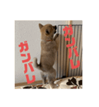 柴犬…？…な犬のスタンプ（個別スタンプ：16）