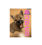 柴犬…？…な犬のスタンプ（個別スタンプ：17）