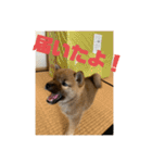 柴犬…？…な犬のスタンプ（個別スタンプ：18）