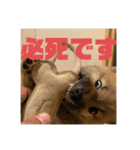 柴犬…？…な犬のスタンプ（個別スタンプ：19）